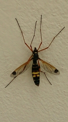 Ctenophora