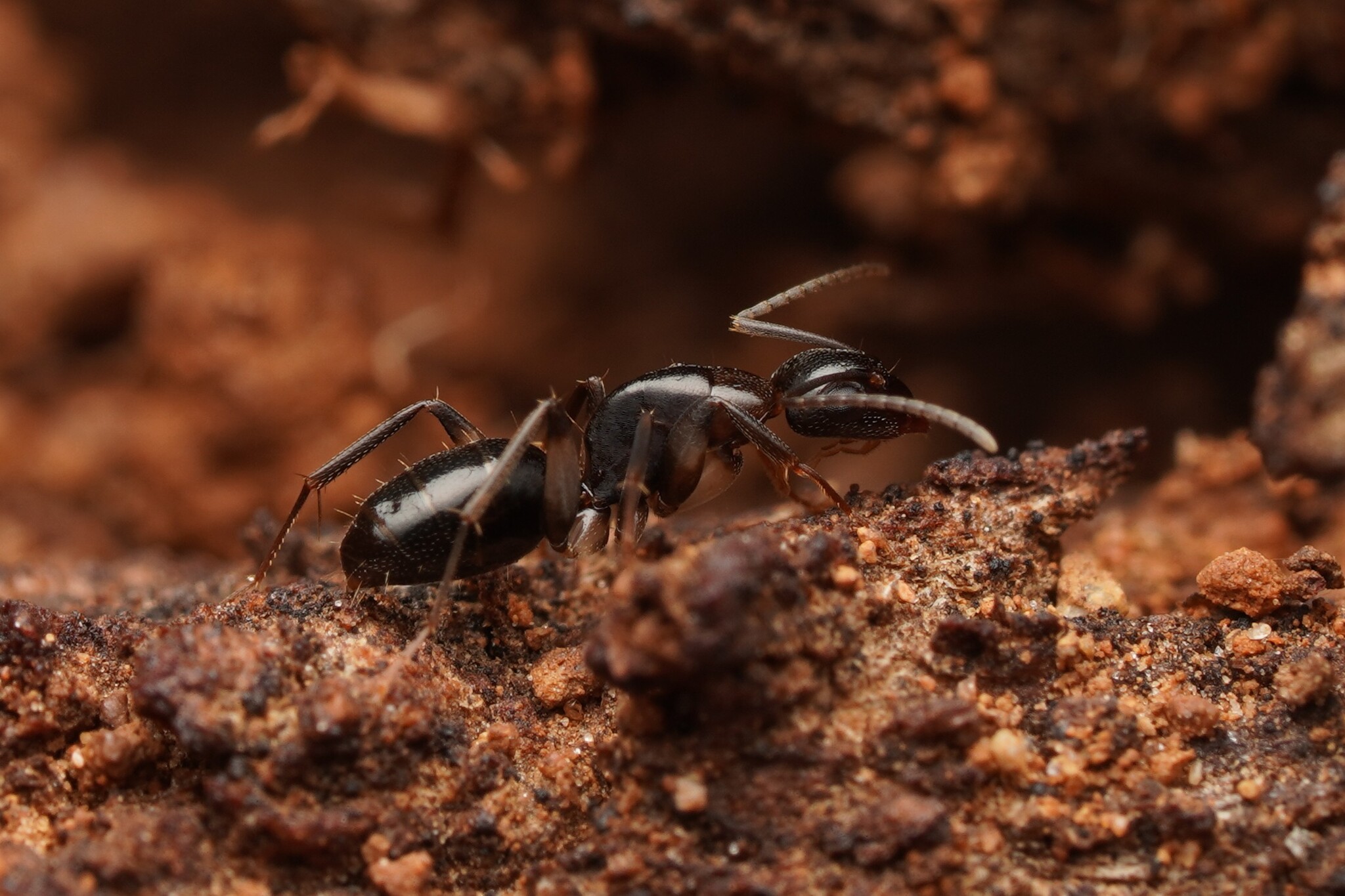 Camponotus adami
