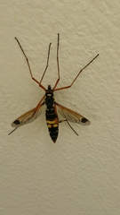 Ctenophora