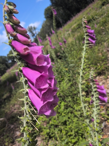 purple foxglove