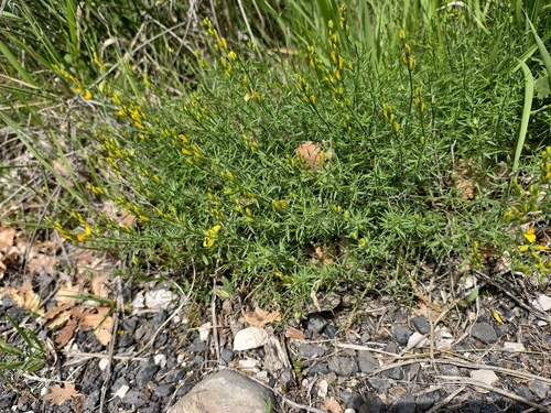 Genista sylvestris, photograph 5