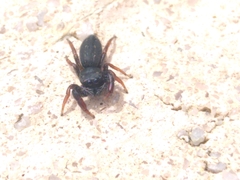 Metacyrba