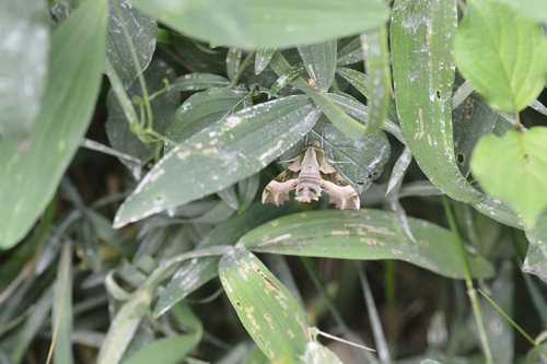 Willowherb Hawkmoth