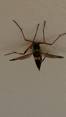 Ctenophora