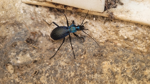 Blue Ground Beetle