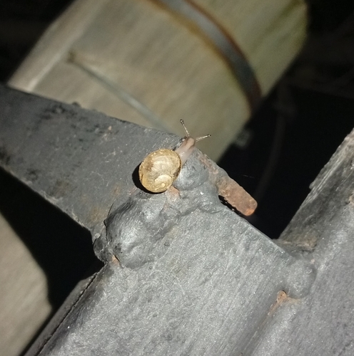 Garden Snail