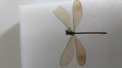 Calopteryx virgo