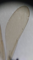 Calopteryx virgo