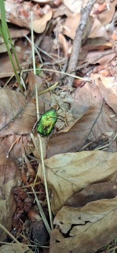 European Rose Chafer