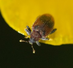 Orchestes alni