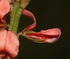 Indigofera triquetra