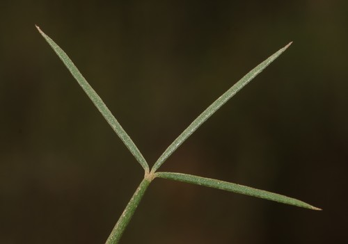 Image of Indigofera triquetra by (c) Brian du Preez, some rights reserved (CC BY-SA)