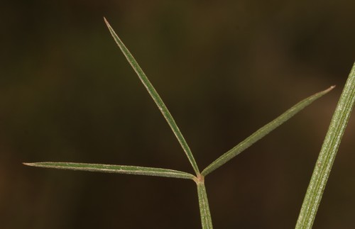 Image of Indigofera triquetra by (c) Brian du Preez, some rights reserved (CC BY-SA)