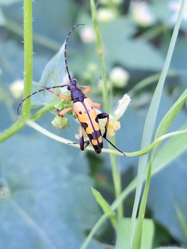 Spotted Longhorn Beetle