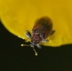 Orchestes alni