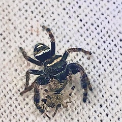 Phidippus audax
