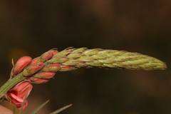 Indigofera triquetra