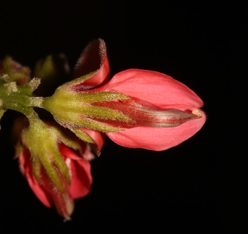 Image of Indigofera triquetra by (c) Brian du Preez, some rights reserved (CC BY-SA)