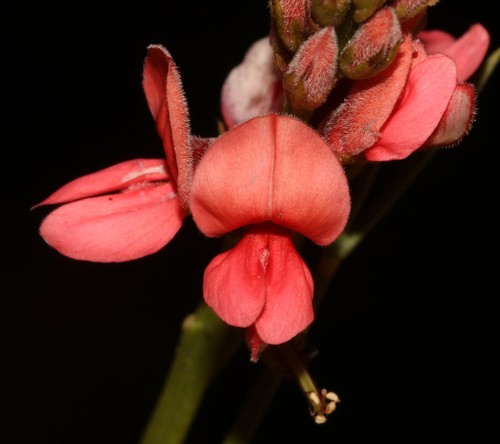 Image of Indigofera triquetra by (c) Brian du Preez, some rights reserved (CC BY-SA)