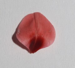 Indigofera triquetra