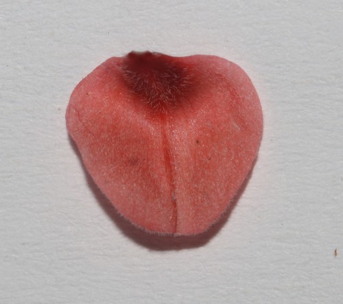 Image of Indigofera triquetra by (c) Brian du Preez, some rights reserved (CC BY-SA)
