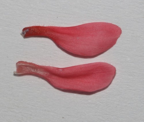 Image of Indigofera triquetra by (c) Brian du Preez, some rights reserved (CC BY-SA)