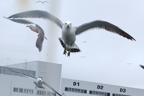 Black-tailed Gull
