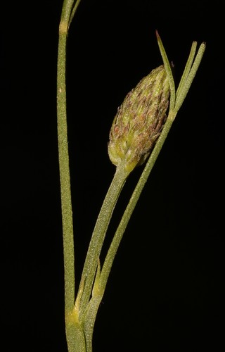 Image of Indigofera triquetra by (c) Brian du Preez, some rights reserved (CC BY-SA)