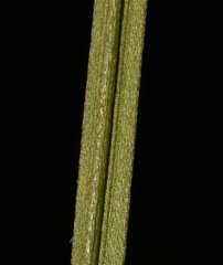 Indigofera triquetra