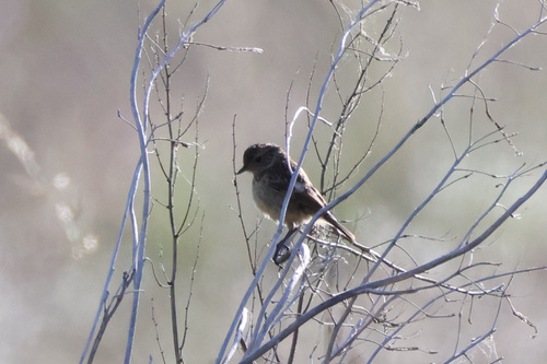 European Stonechat