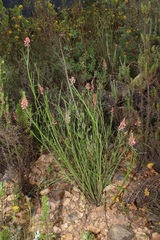 Indigofera triquetra