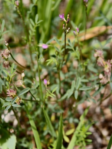 Onobrychis caput-galli, photograph 2