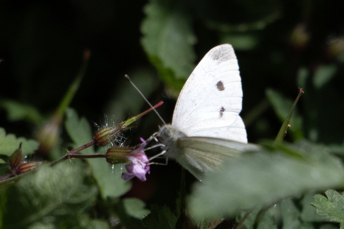 Small White