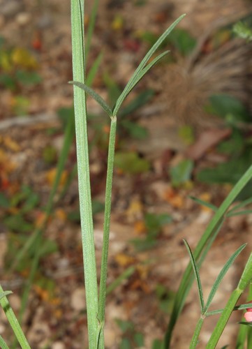 Image of Indigofera triquetra by (c) Brian du Preez, some rights reserved (CC BY-SA)