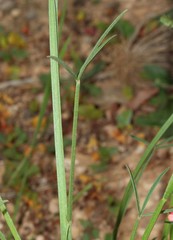 Indigofera triquetra