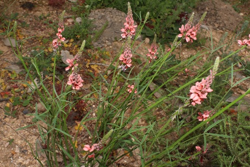 Image of Indigofera triquetra by (c) Brian du Preez, some rights reserved (CC BY-SA)
