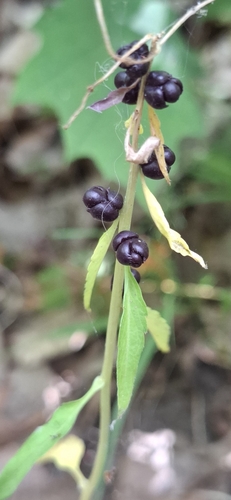 coralroot