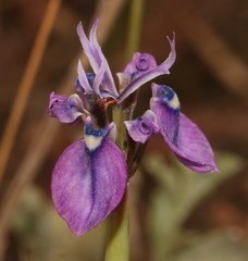 Moraea incurva
