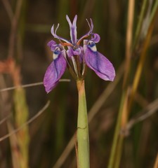 Moraea incurva