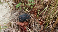 Cuora flavomarginata evelynae