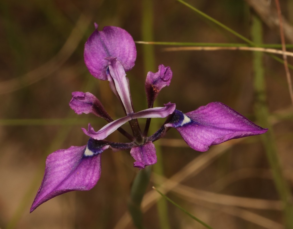 Moraea incurva