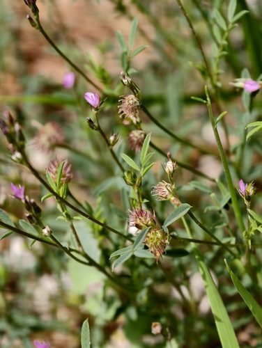 Onobrychis caput-galli, photograph 1