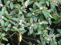 Medinilla fengii, photograph (c) 雲一百香果, some rights reserved (CC BY)