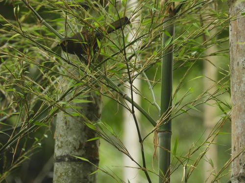 Taiwan Liocichla (Liocichla steerii), photo 9