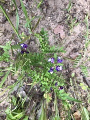Astragalus leptocarpus