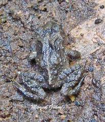 Eupsophus vertebralis