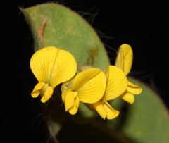 Aspalathus perforata