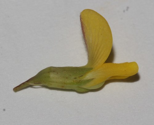 Image of Aspalathus perforata by (c) Brian du Preez, some rights reserved (CC BY-SA)