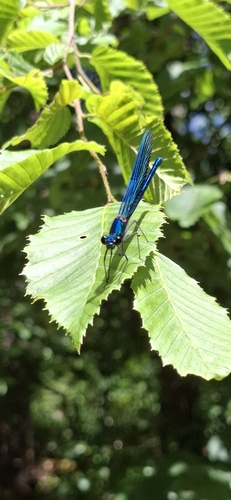 Banded Demoiselle