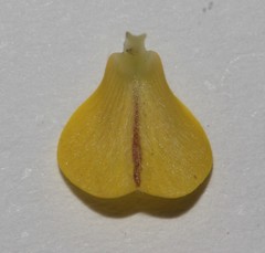 Aspalathus perforata